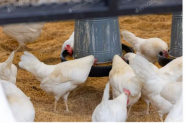 Chicken9e8842dfa6904842894168a769f18ab7 chicken