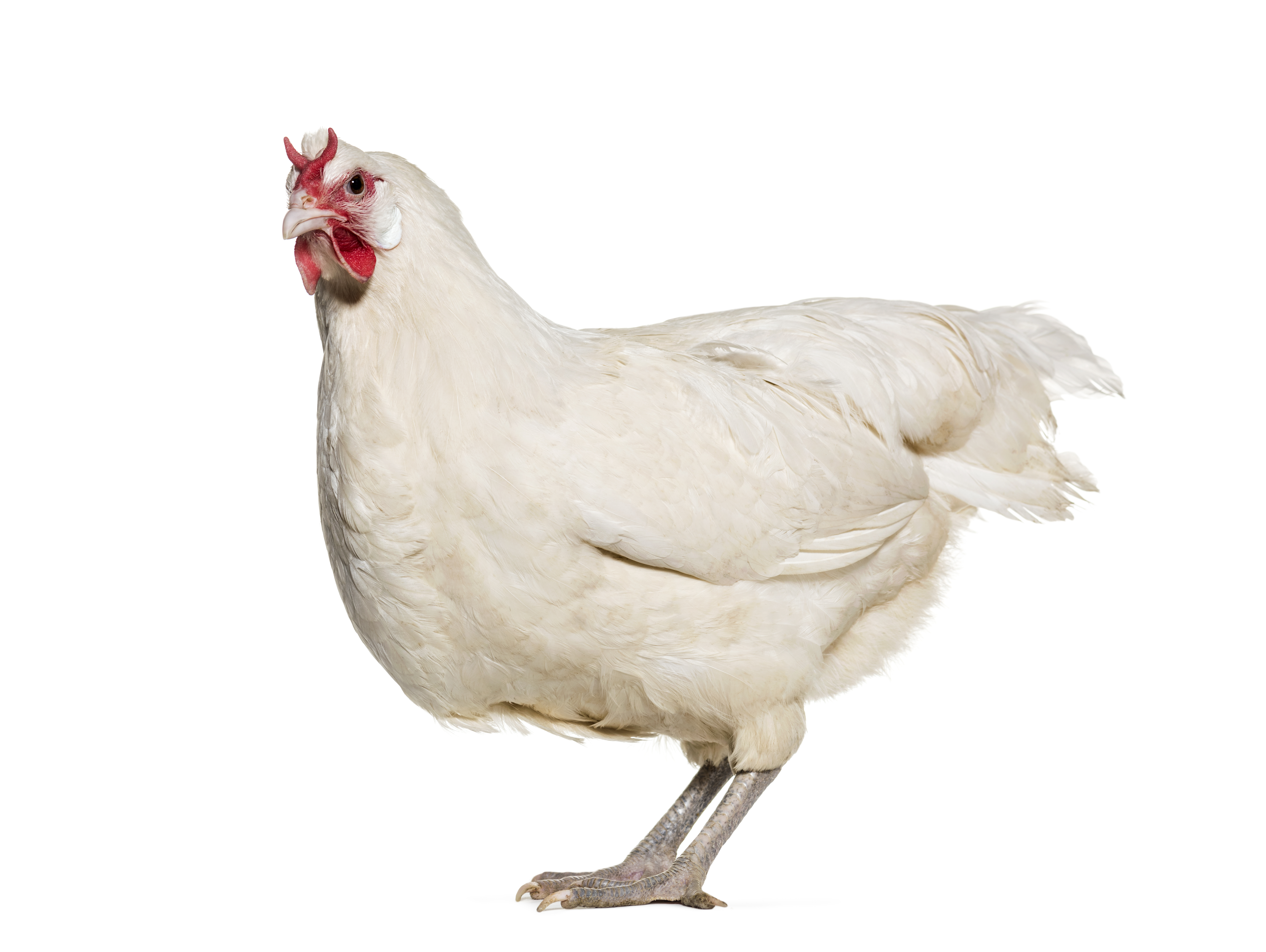 Live Animals Live Poultry and Livestock