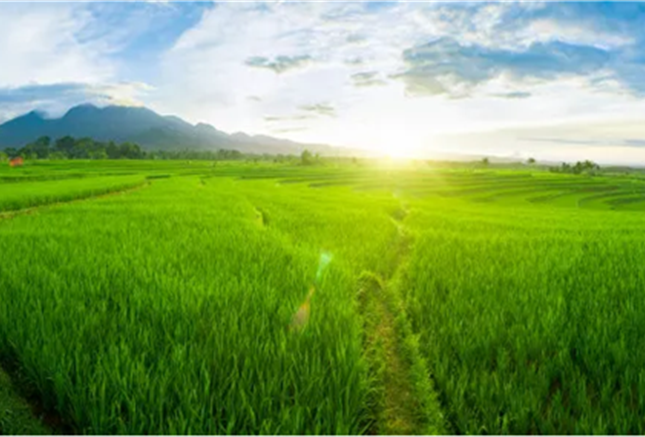 Arsenic in Rice 1 Rice field