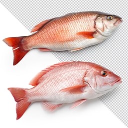 Fish Fish