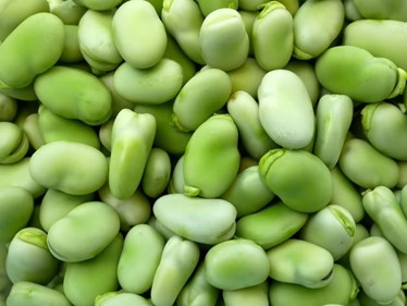 Picture137b224163d7149f4be87d391706811f40fd0a654ac25490ca1c74b4a8a292630 Fava Beans