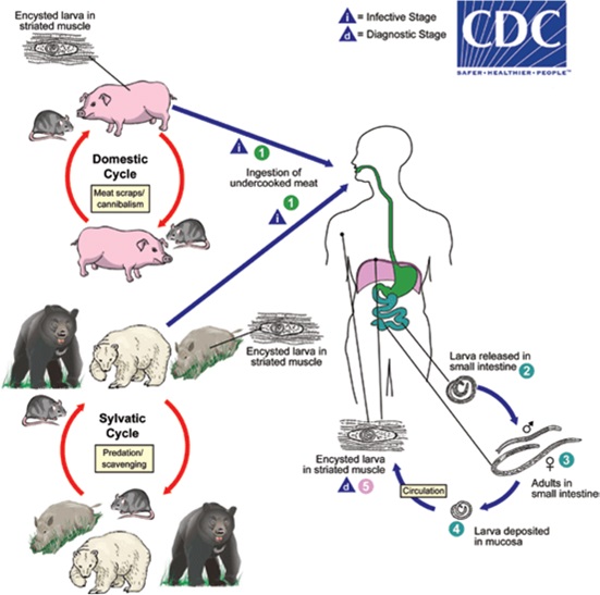 The Life Cycle of Trichinella Life cycle of Trichinella