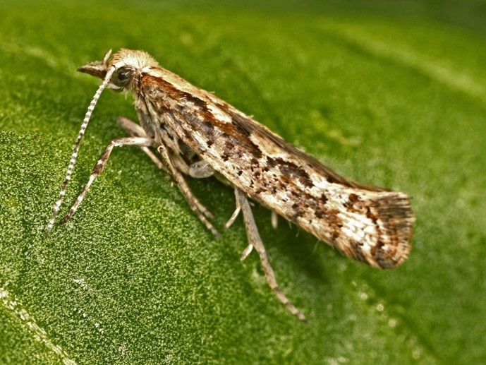 Bestpracticenewsletter Diamondbackmoth May2025 Image