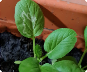 Leaf