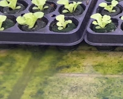 Bestpracticenewsletter Algaebiofilmmanagement Apr2025 Image