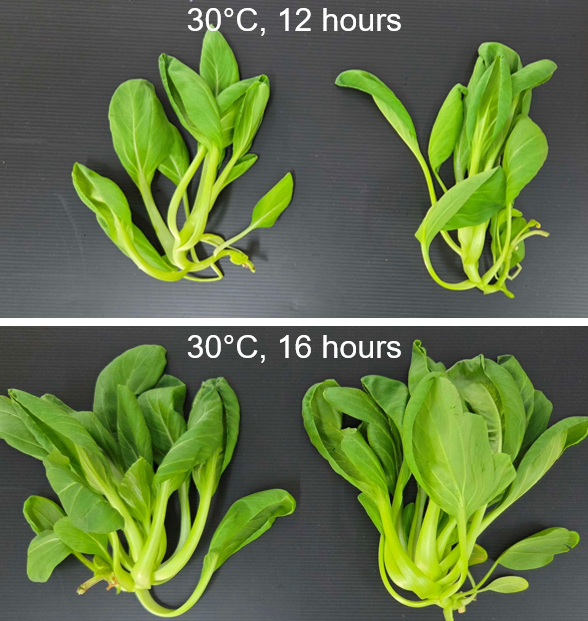 Optimisingindoornurseryconditions Bestpracticeguide Apr2026 Image