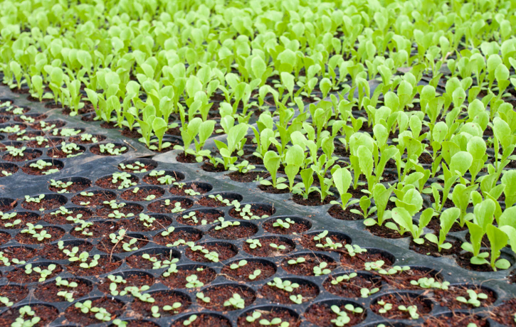 Bestpracticenewsletter Fromseedtosproutnursery Aug2024 Image