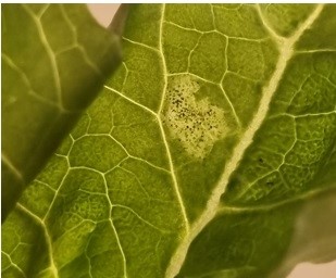 Bestpracticenewsletter Biologicalcontrolagentsbcasvegetable Mar2025 Image