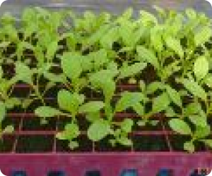 Growthdf991eff 3d57 44cb Bd5e 4c00899ef10b