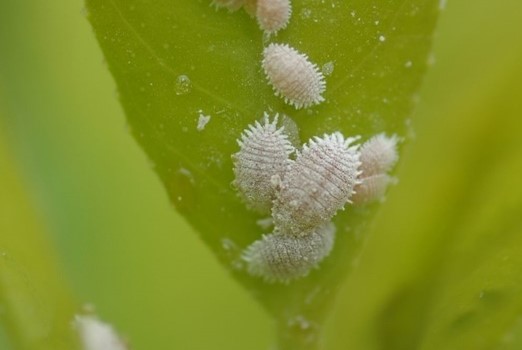 Guidetointegratedpestmanagement Ipm Imageb4919892 F98d 4e42 8b04 Eea61a33fd2e