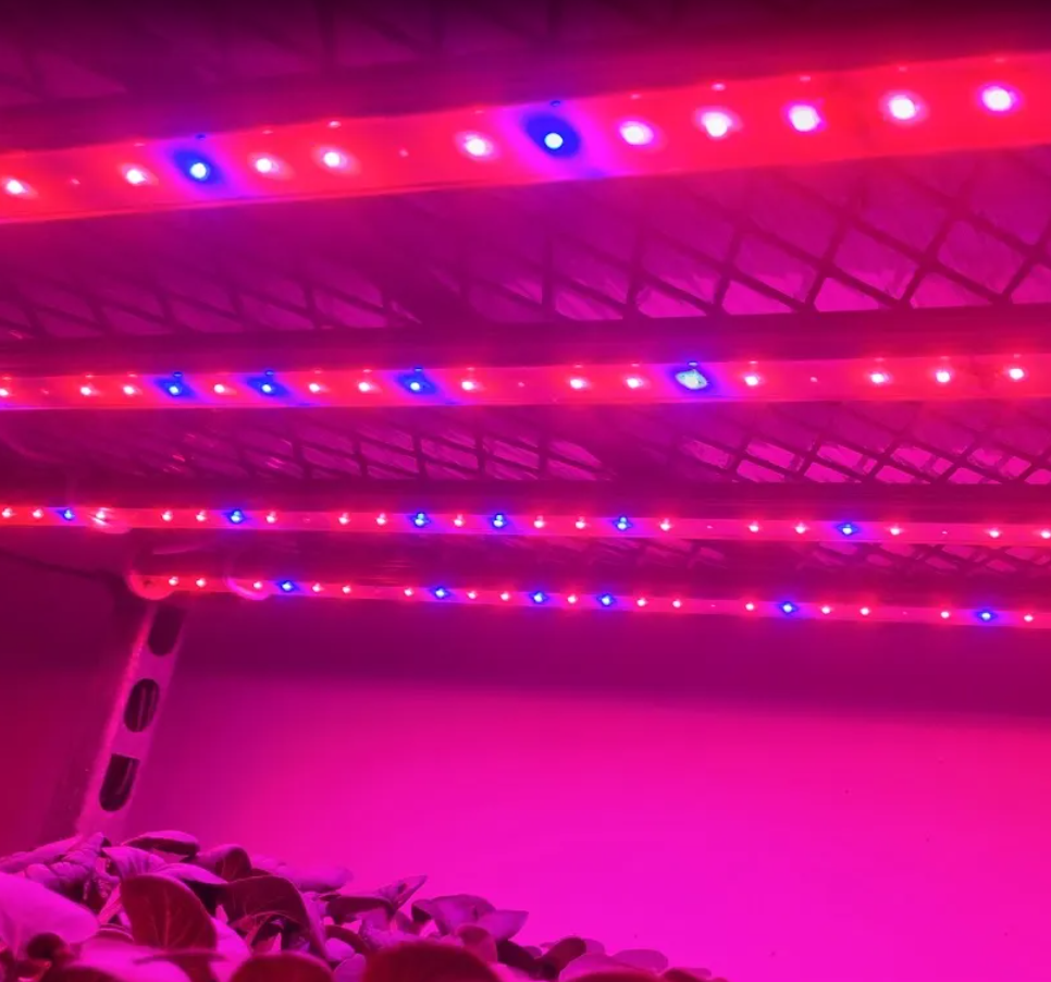 Bestpracticenewsletter Lightuseefficiency Jun2025 Image