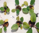 Nutrientmanagement Bestpracticeguide Sep2025 Image