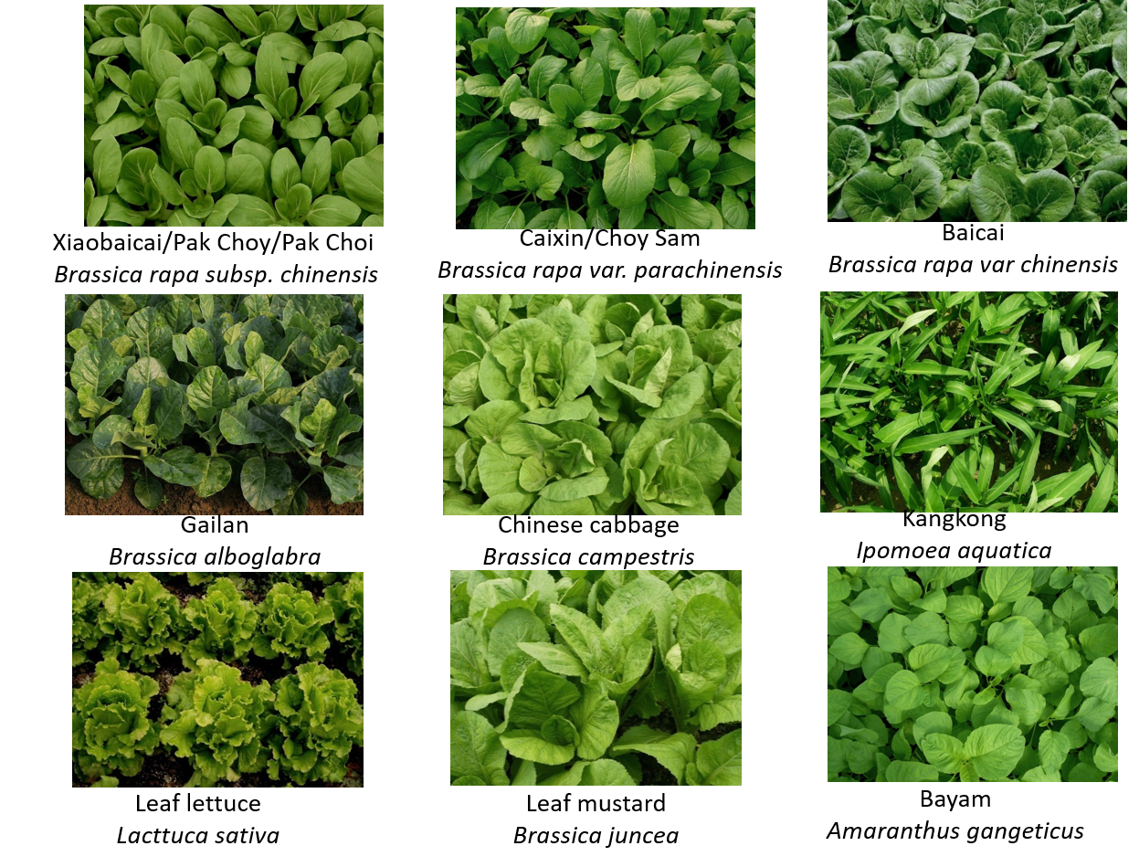 Ageneralguidetogrowleafyvegetables Image