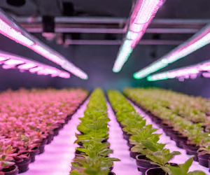 Bestpracticesnewsletters Ledgrowlightenergyefficiencyqualityintensity Image