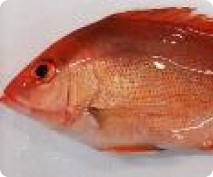 Development of Hatchery Technology for Red Snapper5c22d406 716c 41e6 91e3 D1669f69bb8e