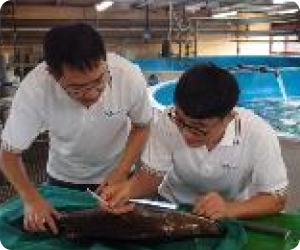 Application of Endocrine Techniques in Fish Spawning61a253f9 D728 4418 Befe 0deddb40a3b4
