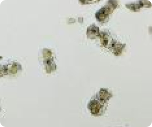Rotifer Culture Technology for Hatchery Production7906197a Be8a 40d7 Ace1 Bc7790a692d4