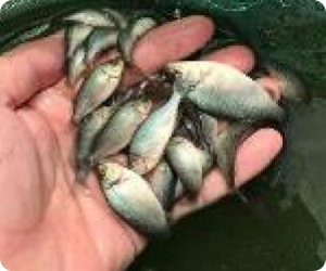 Breeding of Aquaculture Species Jade Perch