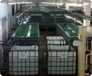 Application of Ras Technology in Hatchery Production6f748048 Eb1d 41a0 A063 040ef91f9ed7